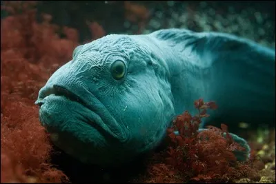 Si je vous dis : « Connu en blanc », vous répondez :