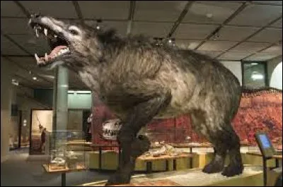 Reconnaissez-vous cet animal ?