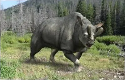 Quel est le nom de cet animal ?