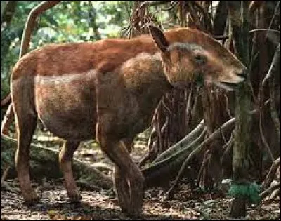 Quel est le nom de cet animal ?