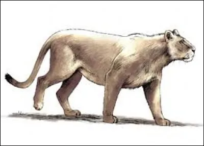 Quel est le nom de cet animal ?