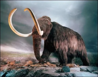 Combien les plus grandes défenses jamais retrouvées mesuraient-elles ?