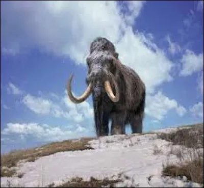 Combien de tonnes le mammouth pesait-il en moyenne ?