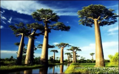 Quel est le nom de cet arbre ?