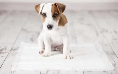 Comment s'appelait le chien de Huguette et Raymond ?