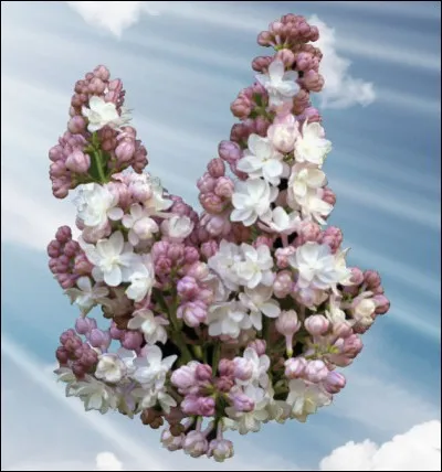 Qui chantait "Qu'est-ce qui fait tourner le monde, et refleurir les lilas" ?