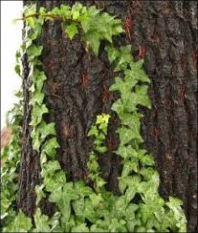 Que veut dire "vine" ?