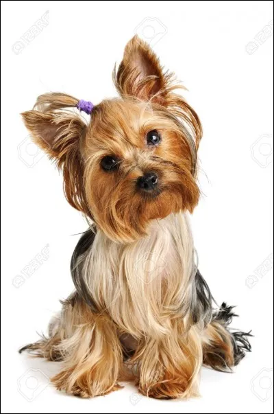 Quelle est cette race de chien ?