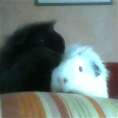 Un cochon d'Inde est donc un :