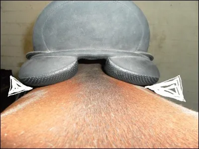 Comment s'appelle cette partie de la selle ?