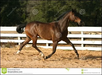 Combien de temps a l'allure du trot ?