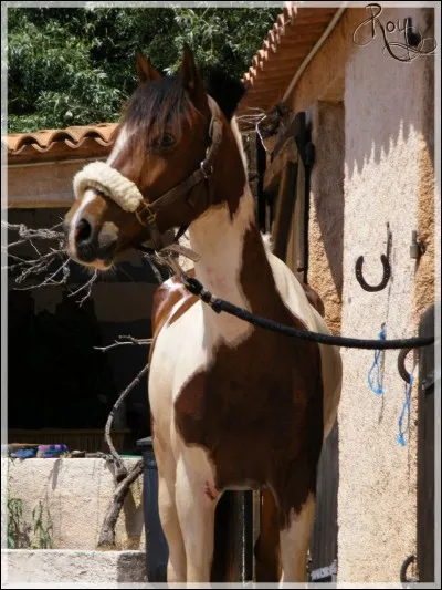 À l'attache, le cheval peut tirer au :