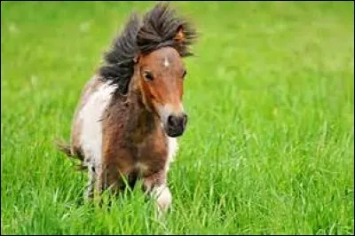 Dans quel film trouve-t-on "L'Auberge du poney fringant" ?