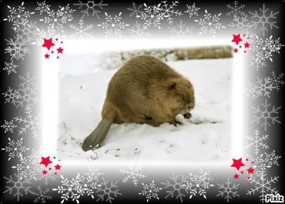 Suis-je une étoile ?