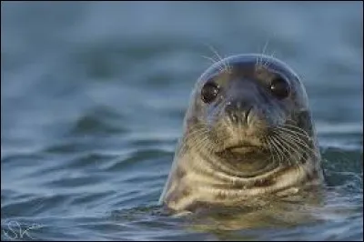 Je suis le (...), un mammifère à la fois terrestre et marin.