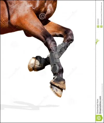 Comment appelle-t-on les pattes des chevaux ?