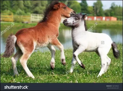 Quelle est la plus petite race de chevaux ?