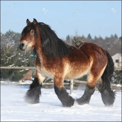 Quelle est la plus grande race de chevaux au monde ?