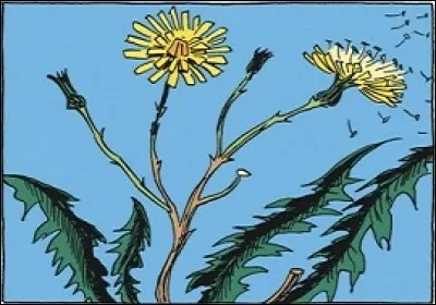 Quant à notre planète Terre, elle contient des organismes vivants en variétés innombrables. Que sont celles présentes sur l'illustration que l'on compte par plusieurs millions ?