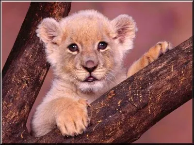 Pour toi, les bébés animaux et humains, c'est :