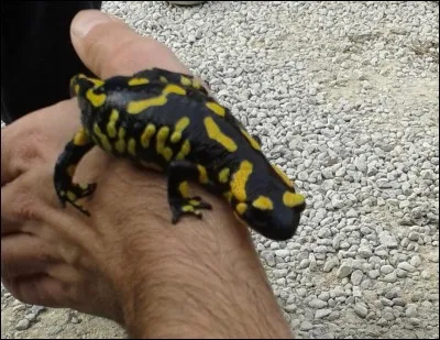 Cette bestiole, pour toi, elle est :