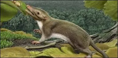 Les mammifères ont commencé à vivre avant les dinosaures.
