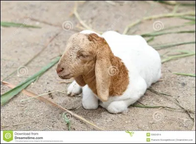 Petit mouton est un youtubeur Schleich.