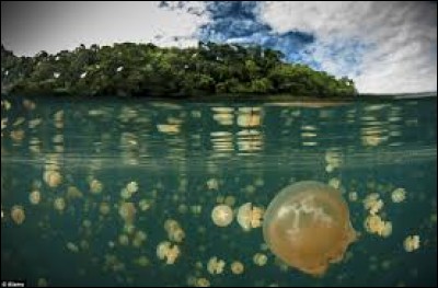 C'est dans l'eau saumâtre d'un lac situé en Thaïlande qu'évoluent ces belles nageuses.
