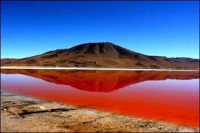 Incroyable couleur que celle de l'eau de la "laguna colorada", en Bolivie. Quels oiseaux y trouvent leur nourriture et en prennent la couleur ?