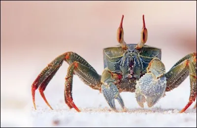Que signifie l'expression « Marcher en crabe » ?