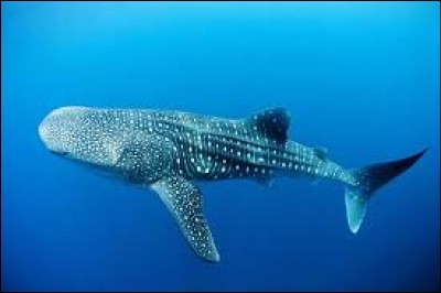 Le requin-baleine est considéré comme le plus grand poisson vivant actuellement sur Terre. En effet, il peut atteindre jusqu'à 20 mètres de long.