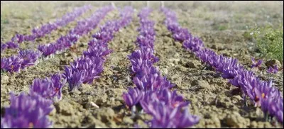 Où se cultive le safran ?