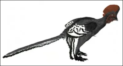 Anchiornis est un animal qui a vécu au Pléistocène.