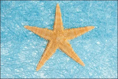 Quelle est l'esp&eacute;rance de vie de l'&eacute;toile de mer ?