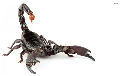 Une personne née le 1er novembre a le scorpion pour signe astrologique.