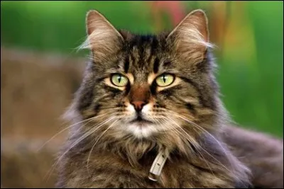 Le chat voit mieux la nuit que le jour. Vrai ou faux ?