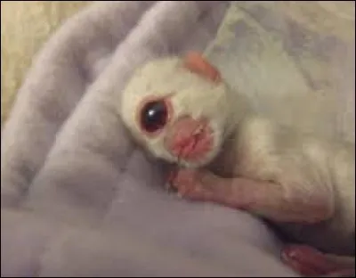 Ce bébé animal est né cyclope, il s'agit d'un...