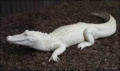 Pourquoi ce crocodile est-il blanc ?