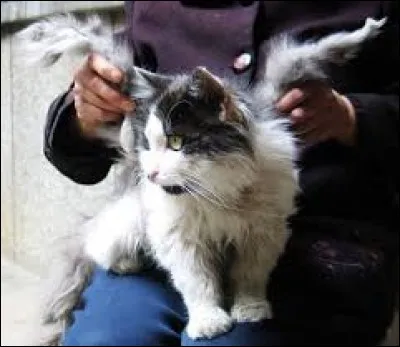 Ce chat a une anomalie génétique, il a sur lui...