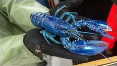 Voici une couleur extrêmement rare pour ce...