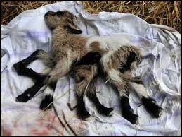 Quiz Animaux bizarres