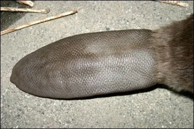 Que représente cette image insolite ?