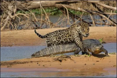 Trouvez le nom d'une marque célèbre !