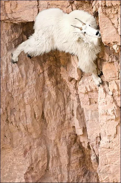 Trouvez le titre d'un film dont Pierre Richard et Gérard Depardieu font partie !