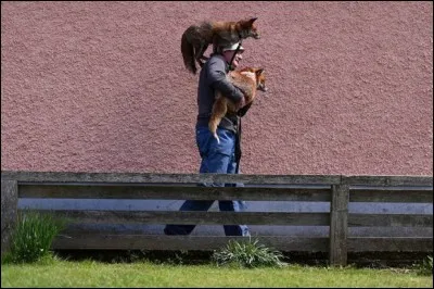 Dans laquelle de ces BD pouvez-vous voir le canidé de la photo ?