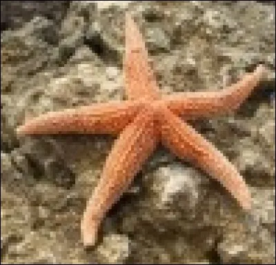 E. Quel animal ne fait pas partie des échinodermes ?