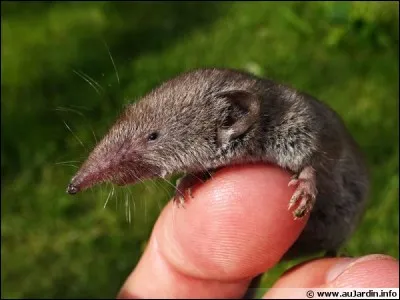 M. Quel est cet animal ?