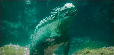 I. Où trouve-t-on les iguanes marins ?