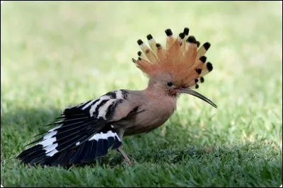 O. Comment s'appelle la science qui étudie les oiseaux ?