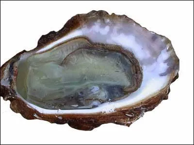 Les yeux de l'hutre sont plus gros que son cerveau.